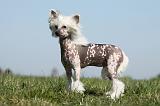 CHIEN NU CHINOIS 128